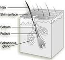 Estructura del folículo piloso