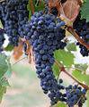 Uvas