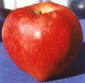 Manzana