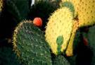 Nopal