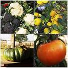 Alimentos para la mala circulación