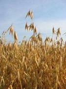 Jabón de avena casero