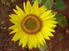 Girasol, uno de los aceites para el tratamiento del pelo seco