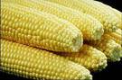 Propiedades medicinales del maíz, elote o choclo