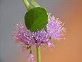 Menta Poleo