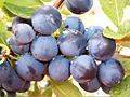 Ciruelas