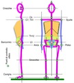 Ejercicios para mejorar la postura corporal