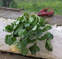 Propiedades del rábano negro