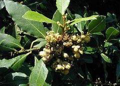 Té para bajar la barriga